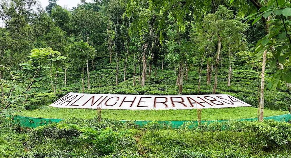 Malnicherra Tea Garden
